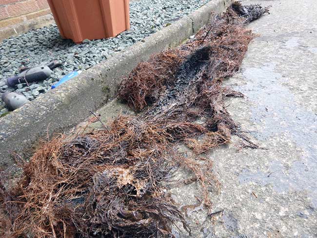 Tree roots removed from the drain